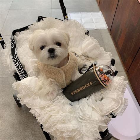 replica chanel dog carrier